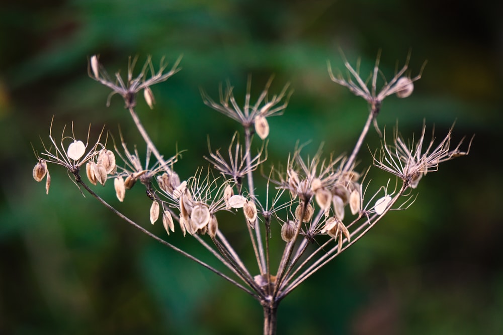 a close up of a plant with lots of leaves