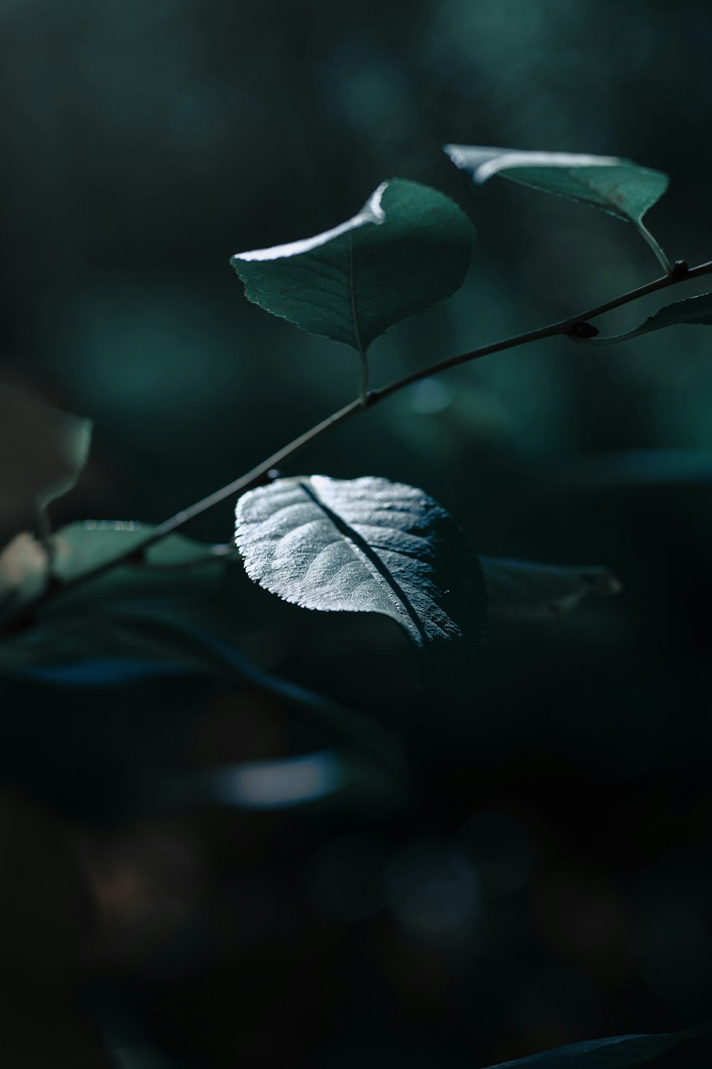 a single leaf on a twig in a forest