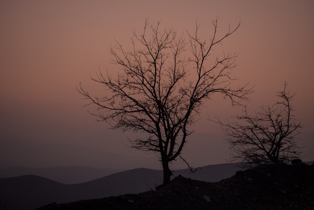 a tree with no leaves on a hill