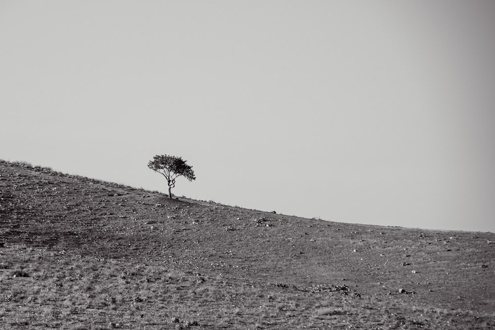 a lone tree sitting on top of a hill