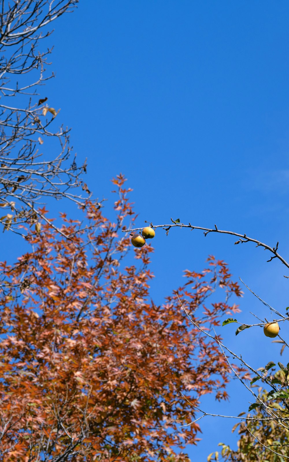 ein Baum mit Früchten, die von seinen Ästen hängen