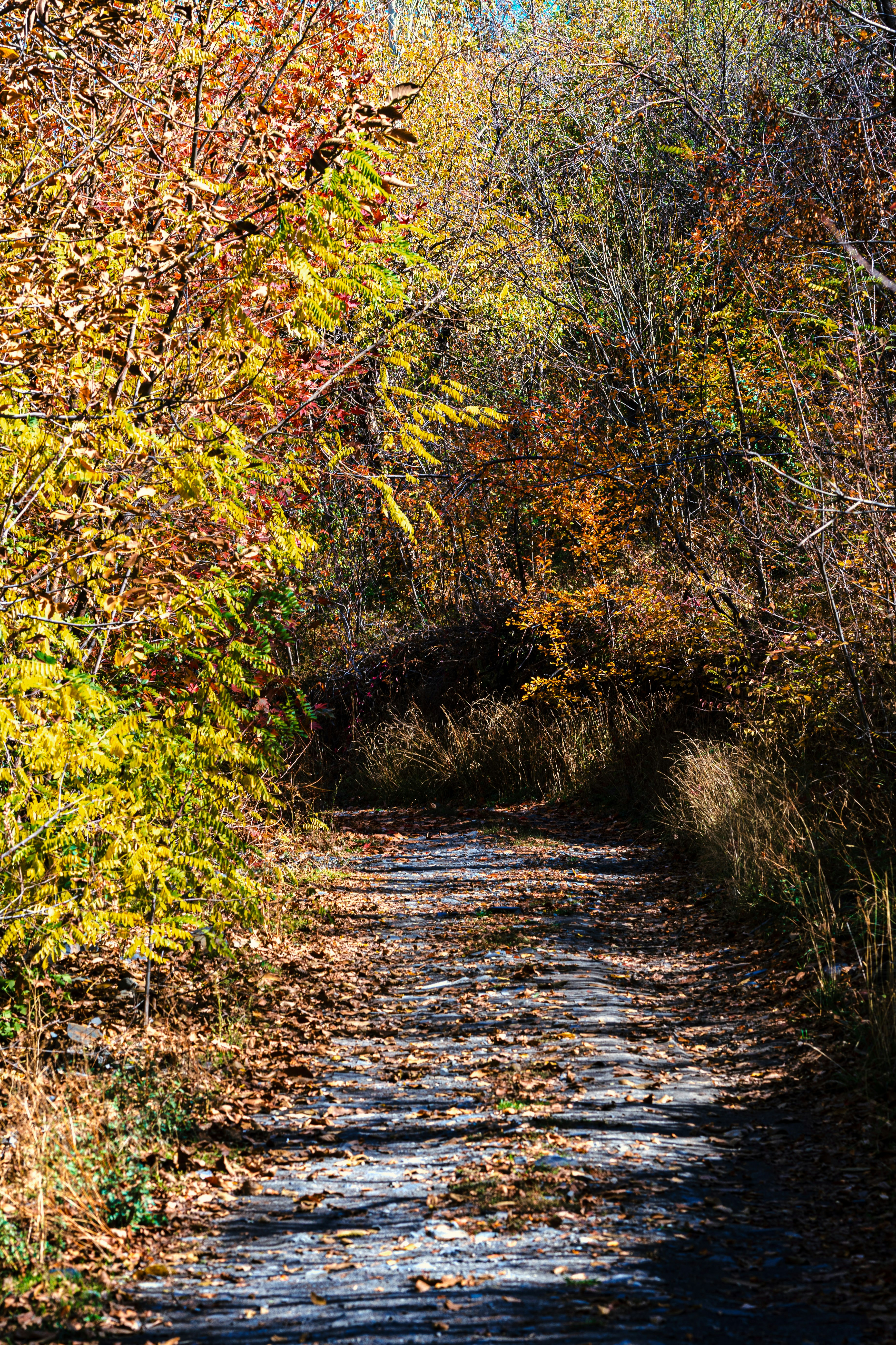 Photo by s_ahmadreza_p