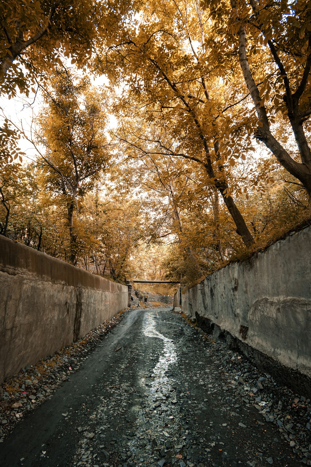 a narrow road surrounded by trees with yellow leaves