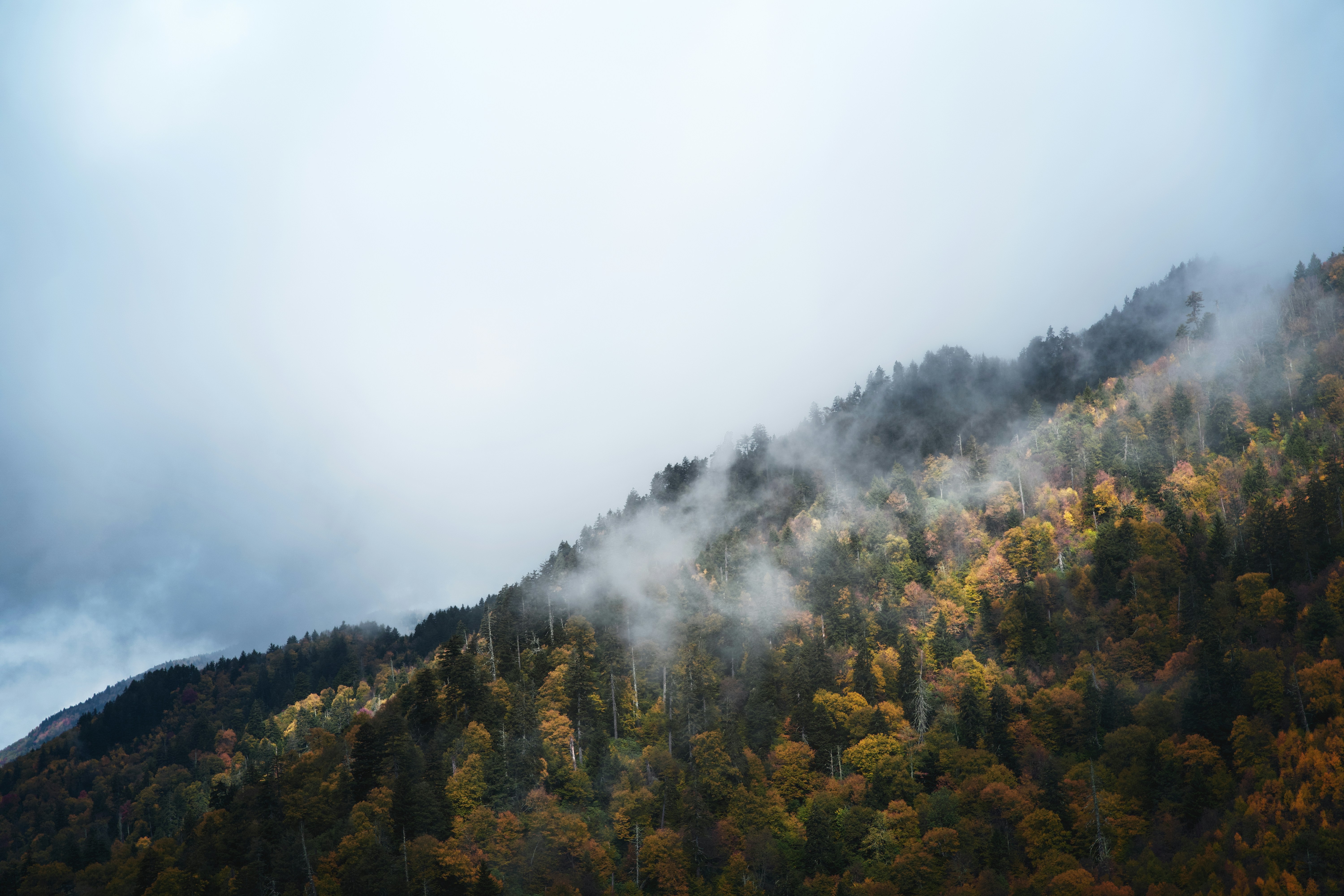 a mountain covered in clouds and trees, A foggy sunrise morning at the Great Smokey Mountains National park during peak fall season