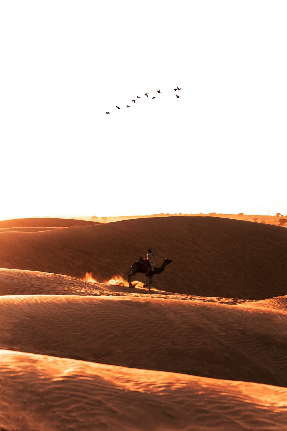 a person riding a horse in the desert