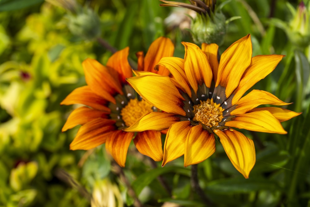 a close up of a yellow and orange flower