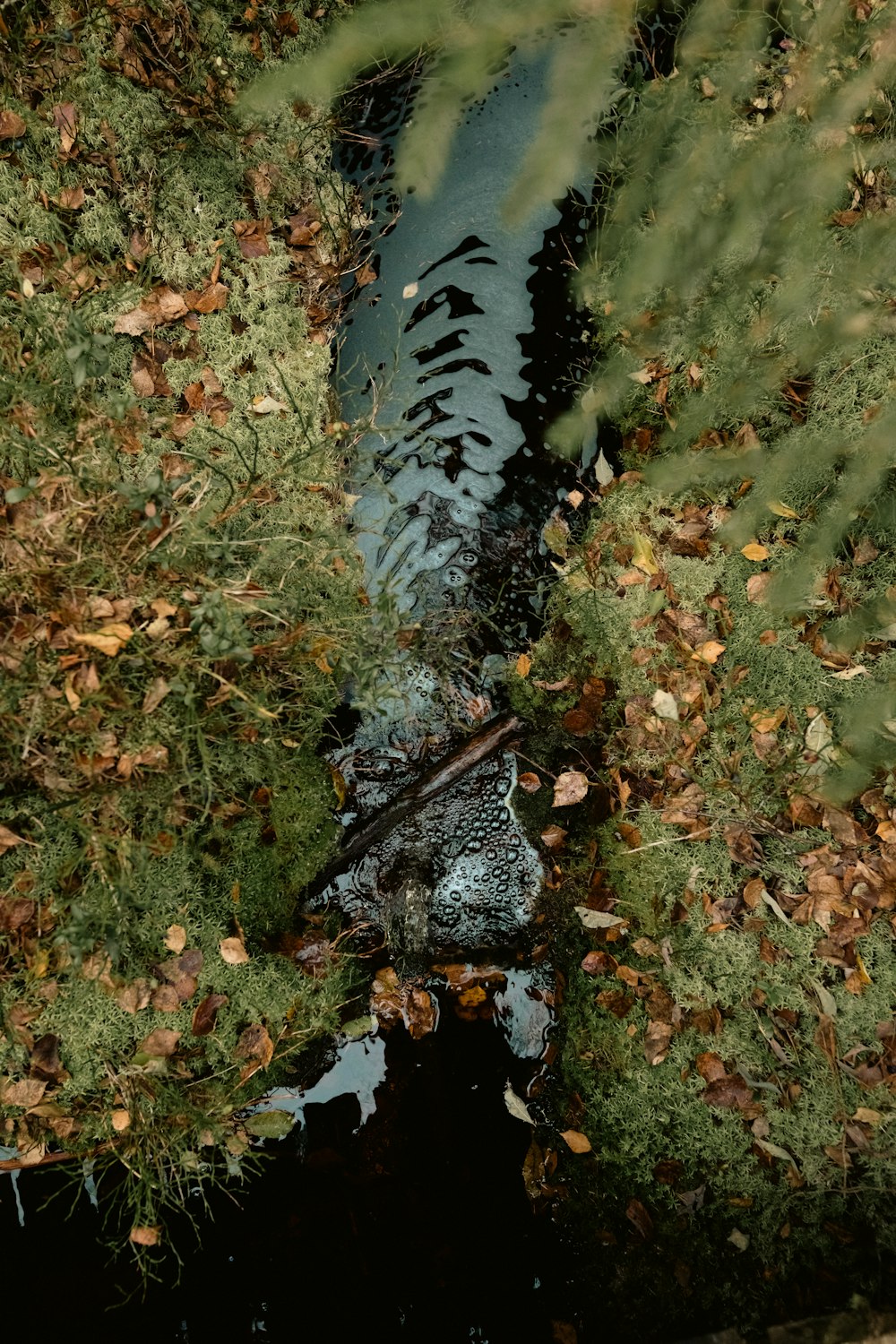 a stream running through a lush green forest