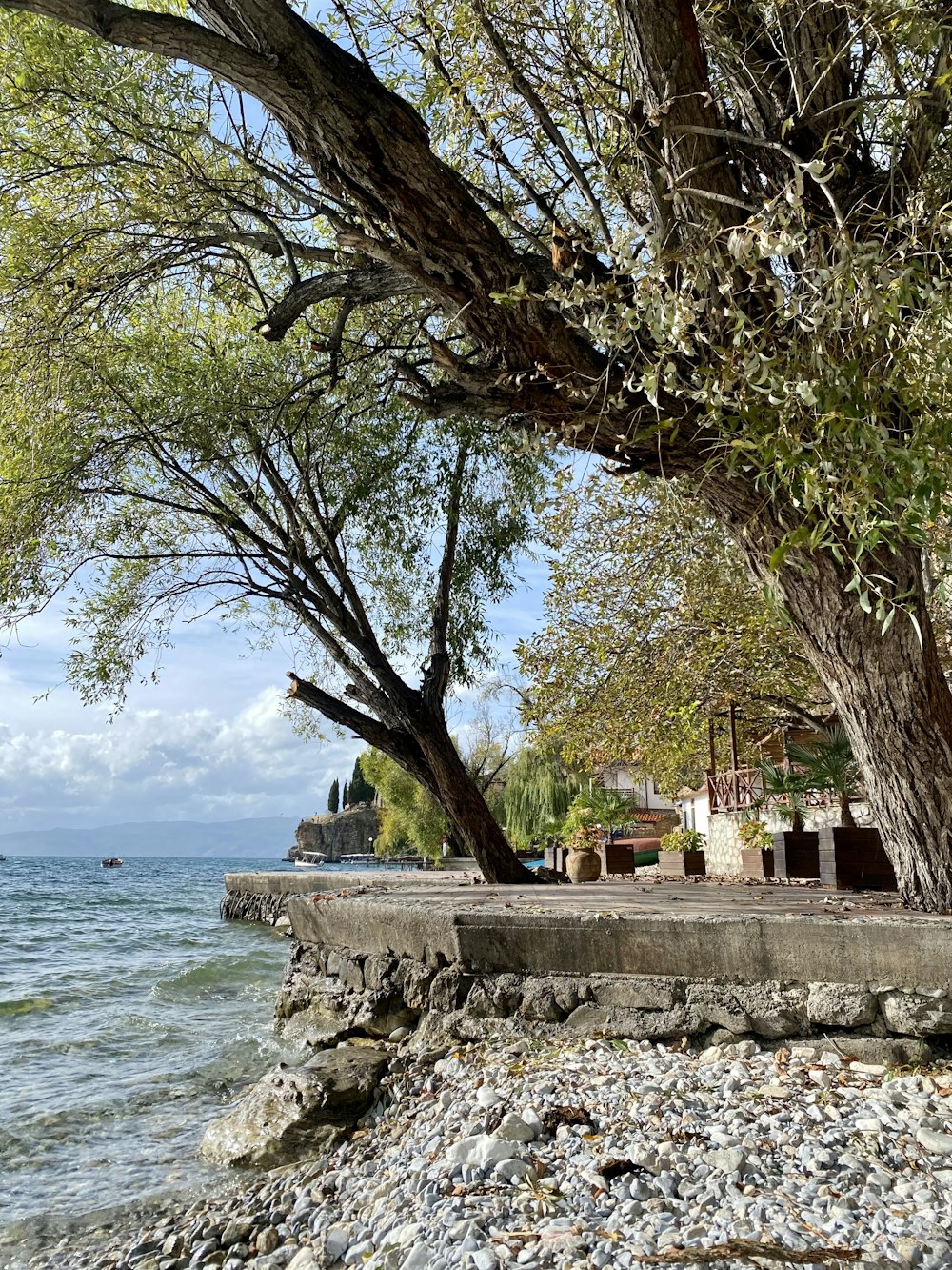 a bench sitting under a tree next to a body of water