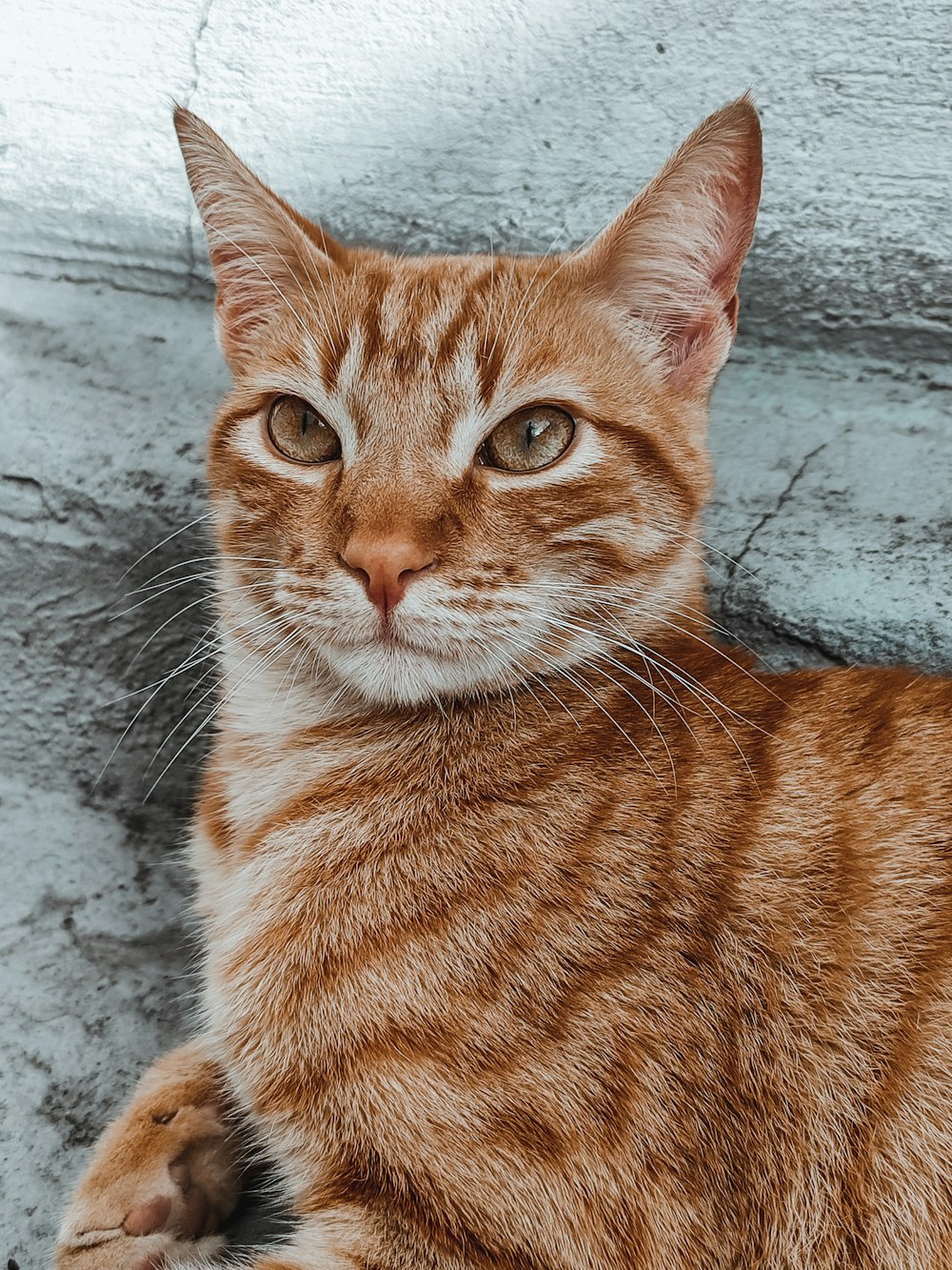 a close up of a cat laying on the ground