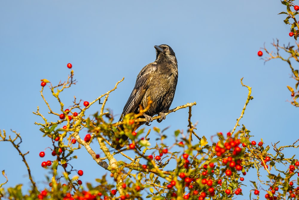 a bird sitting on top of a tree filled with red berries