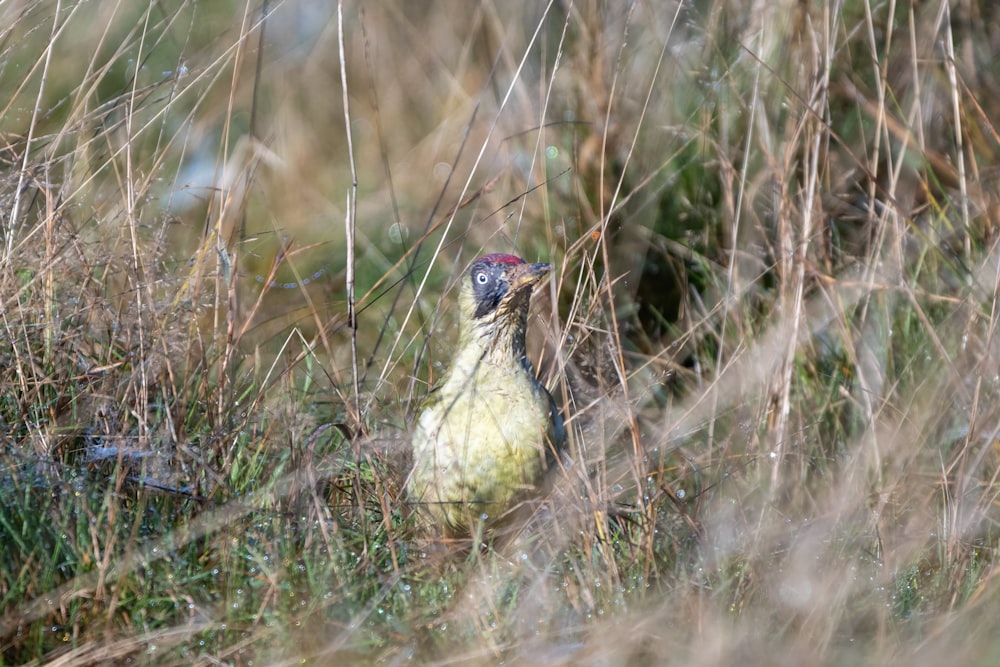 a bird is standing in the tall grass