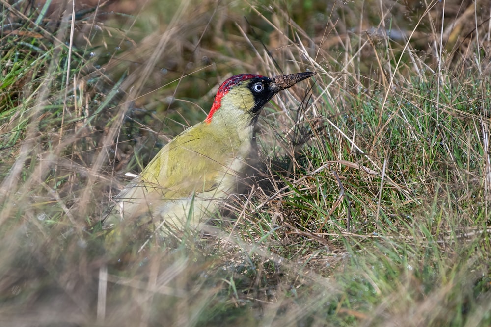 a bird with a red head standing in tall grass