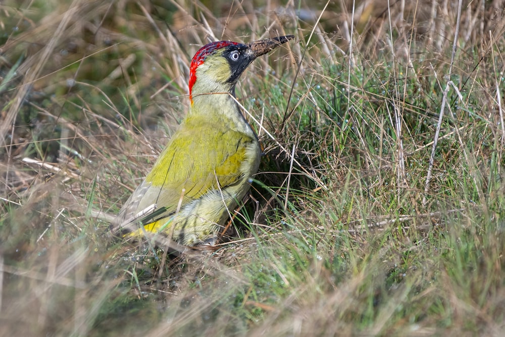 a yellow and red bird standing in a field of tall grass