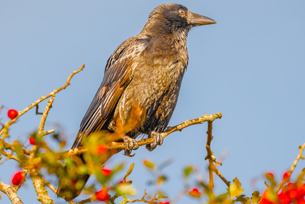 a bird sitting on top of a tree branch