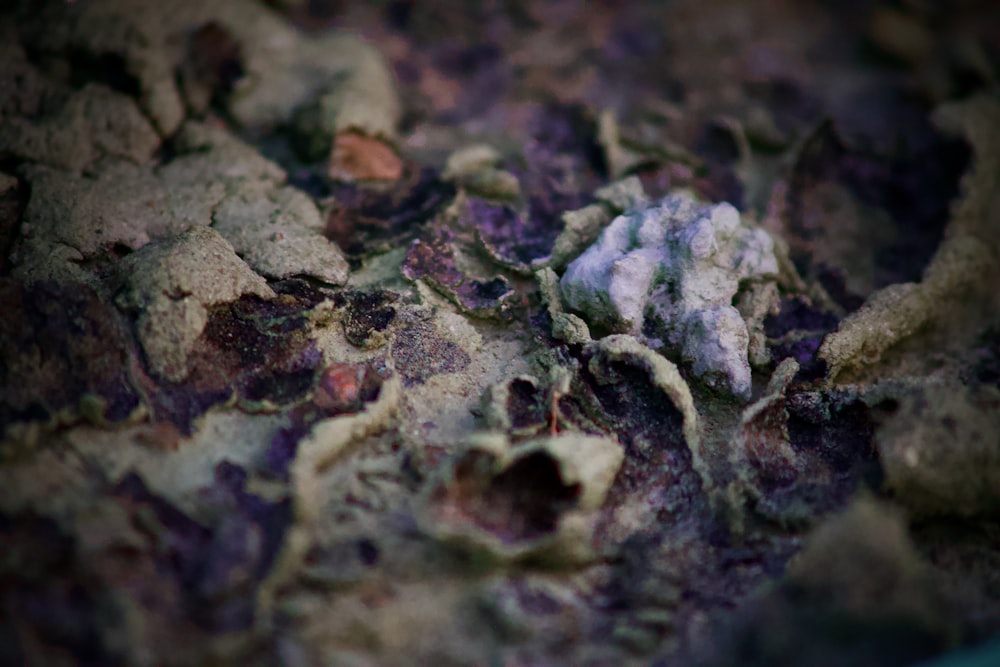 a close up of a purple and white substance