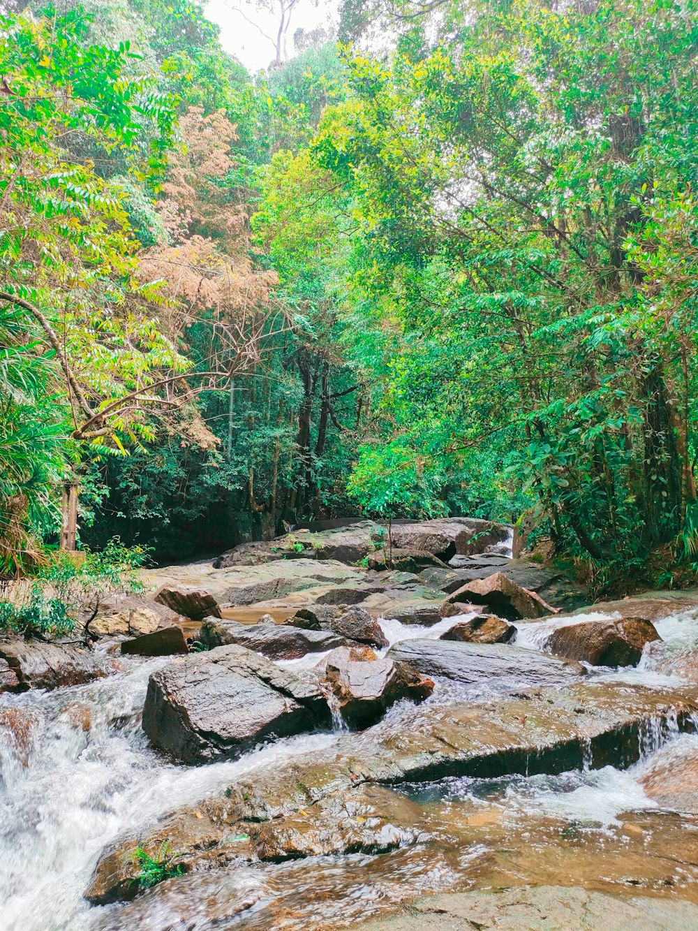 a river running through a lush green forest