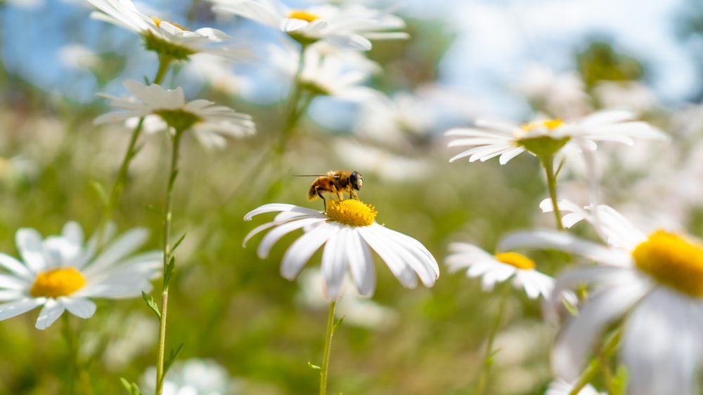 a bee sitting on top of a white flower