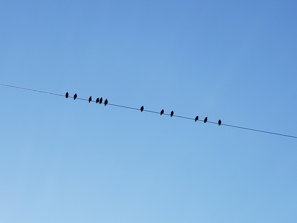 Un grupo de pájaros sentados en la parte superior de una línea eléctrica