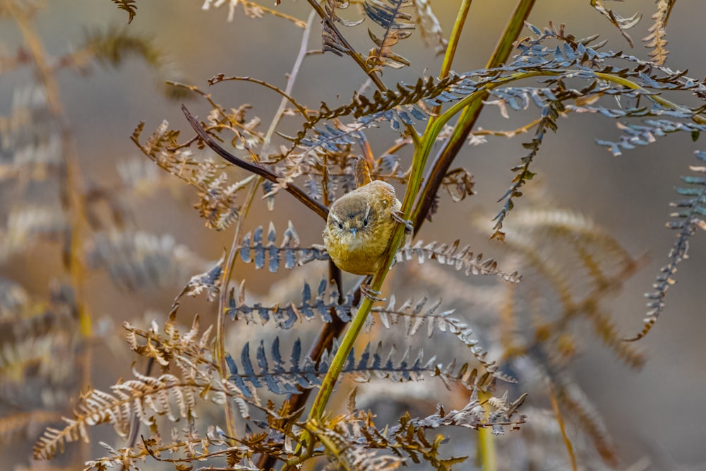a small yellow bird perched on top of a plant