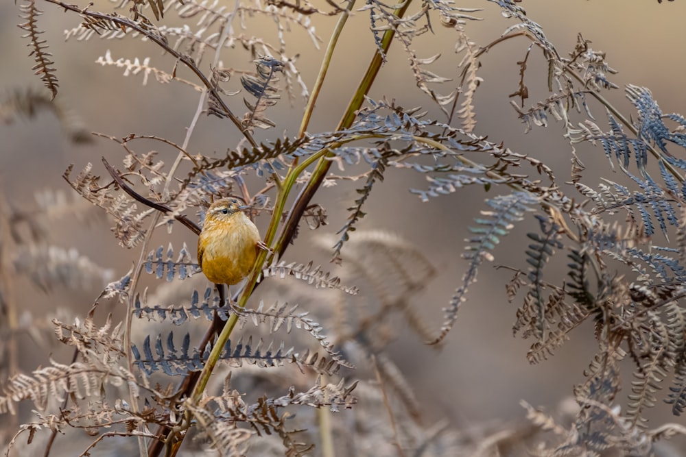 a small yellow bird sitting on top of a plant
