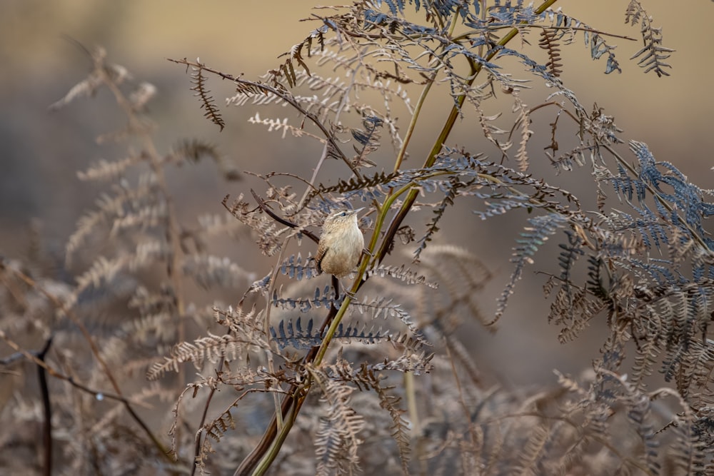 a small bird sitting on top of a plant