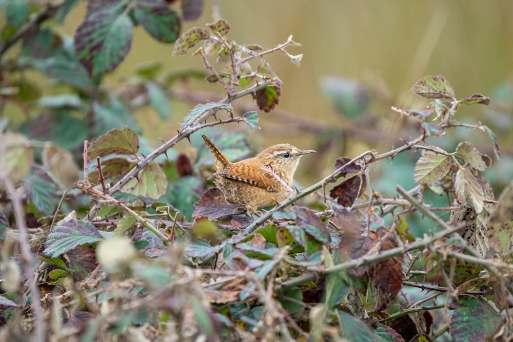 a small bird sitting on top of a tree branch