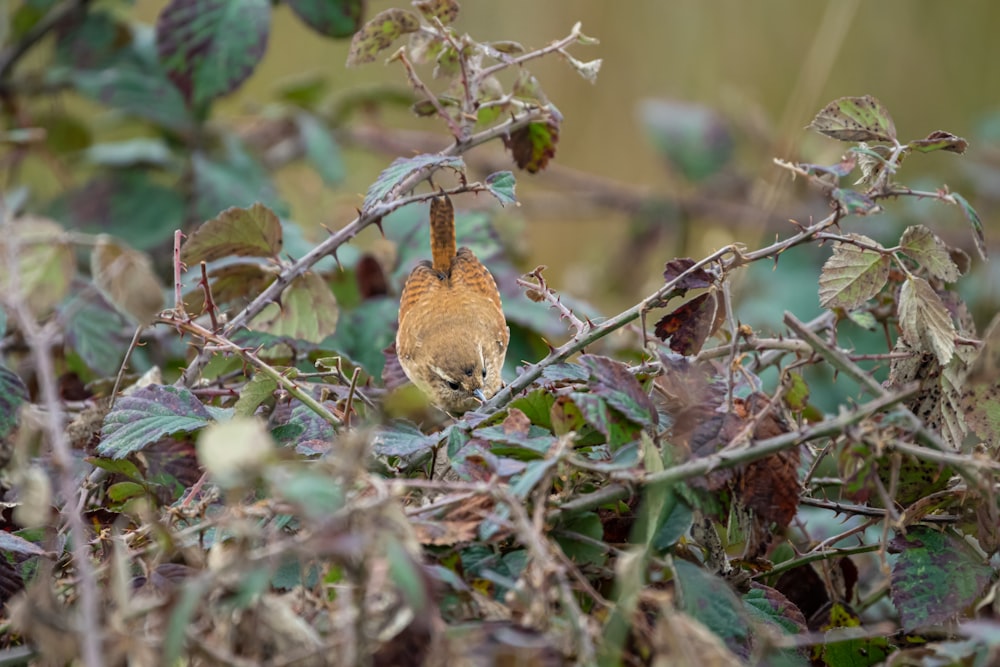 a small bird sitting on top of a tree branch