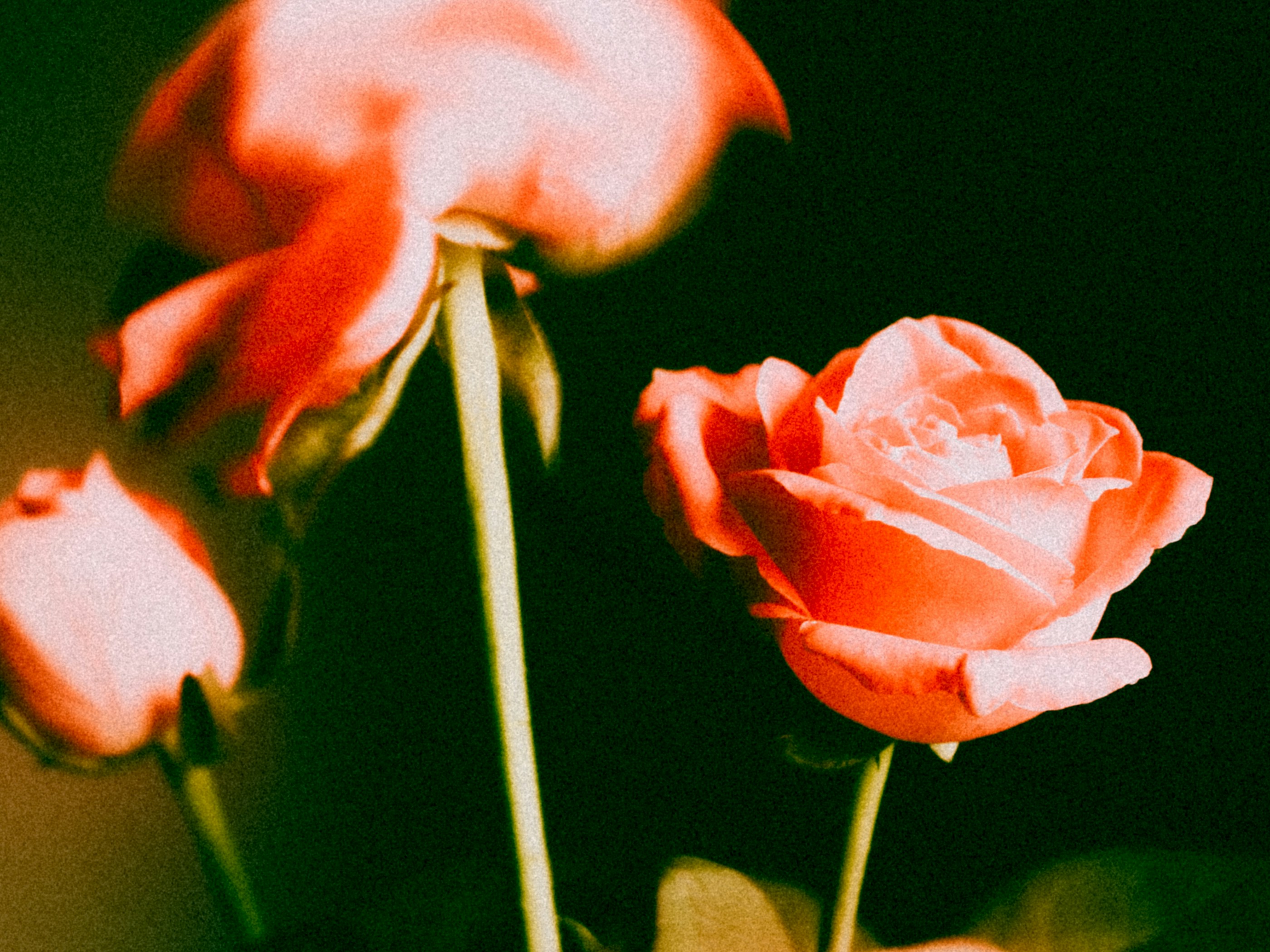 Photo by babybluecat