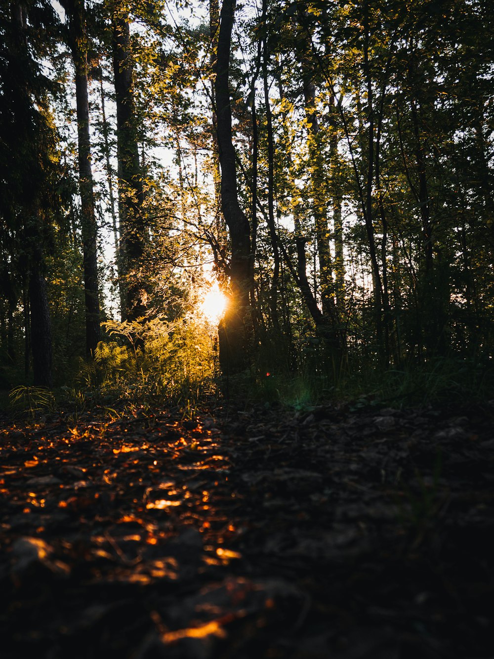 the sun is shining through the trees in the woods