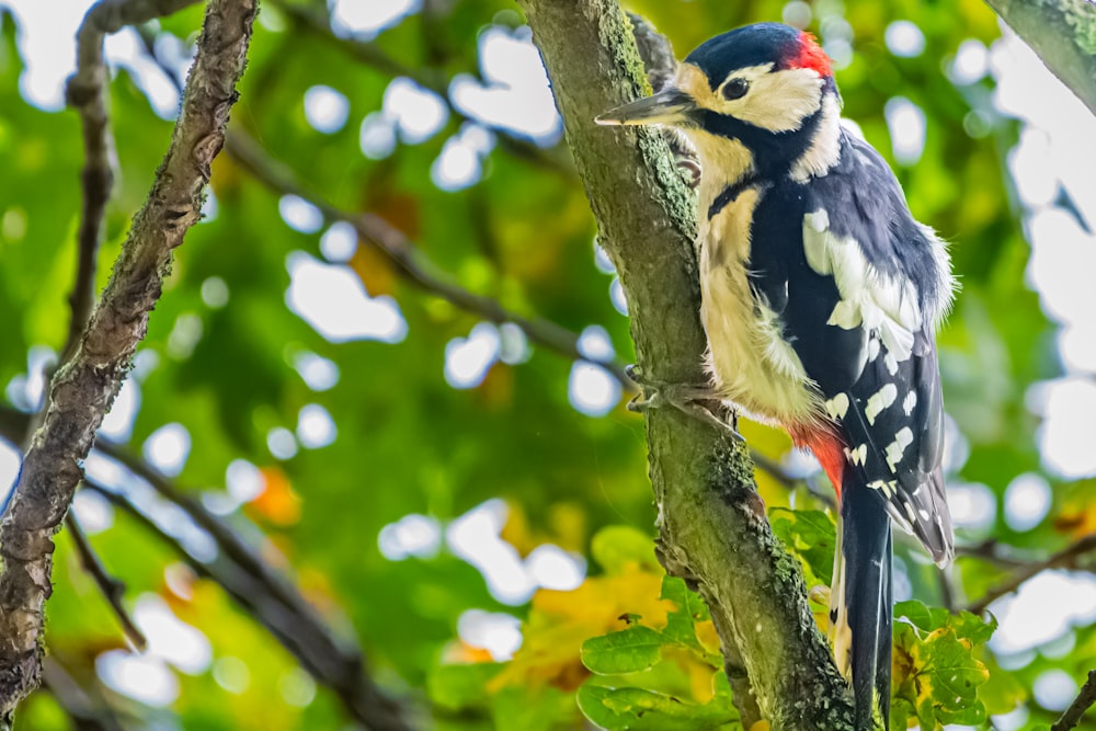 a colorful bird perched on a tree branch