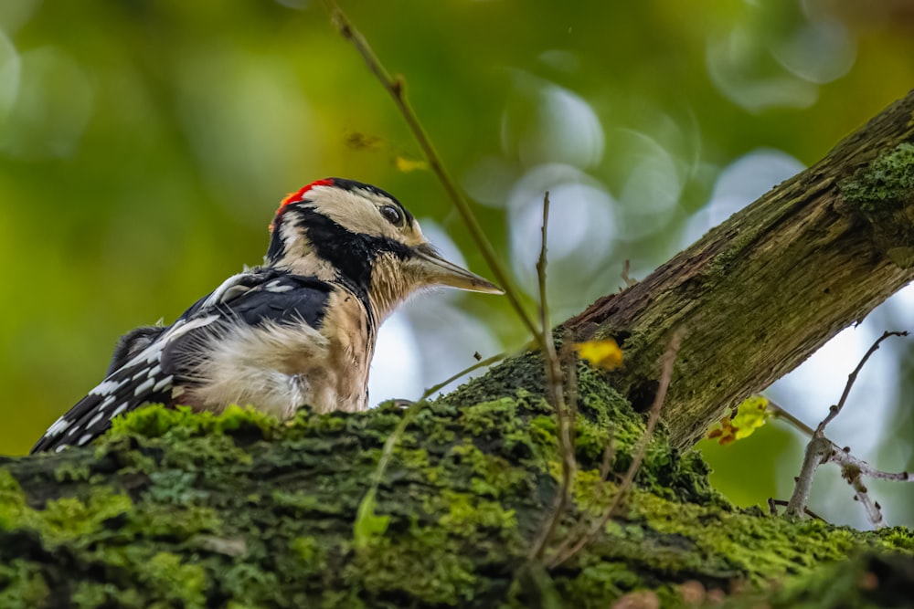 a small bird perched on a mossy tree branch