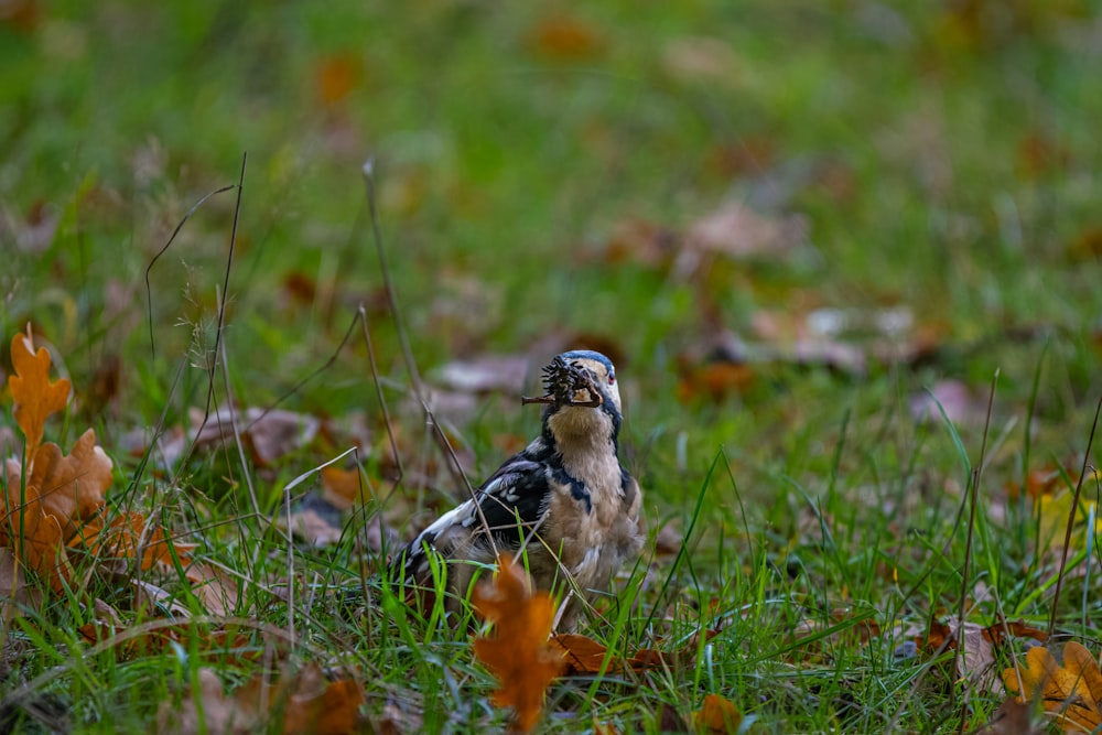 a bird sitting in the grass with its mouth open