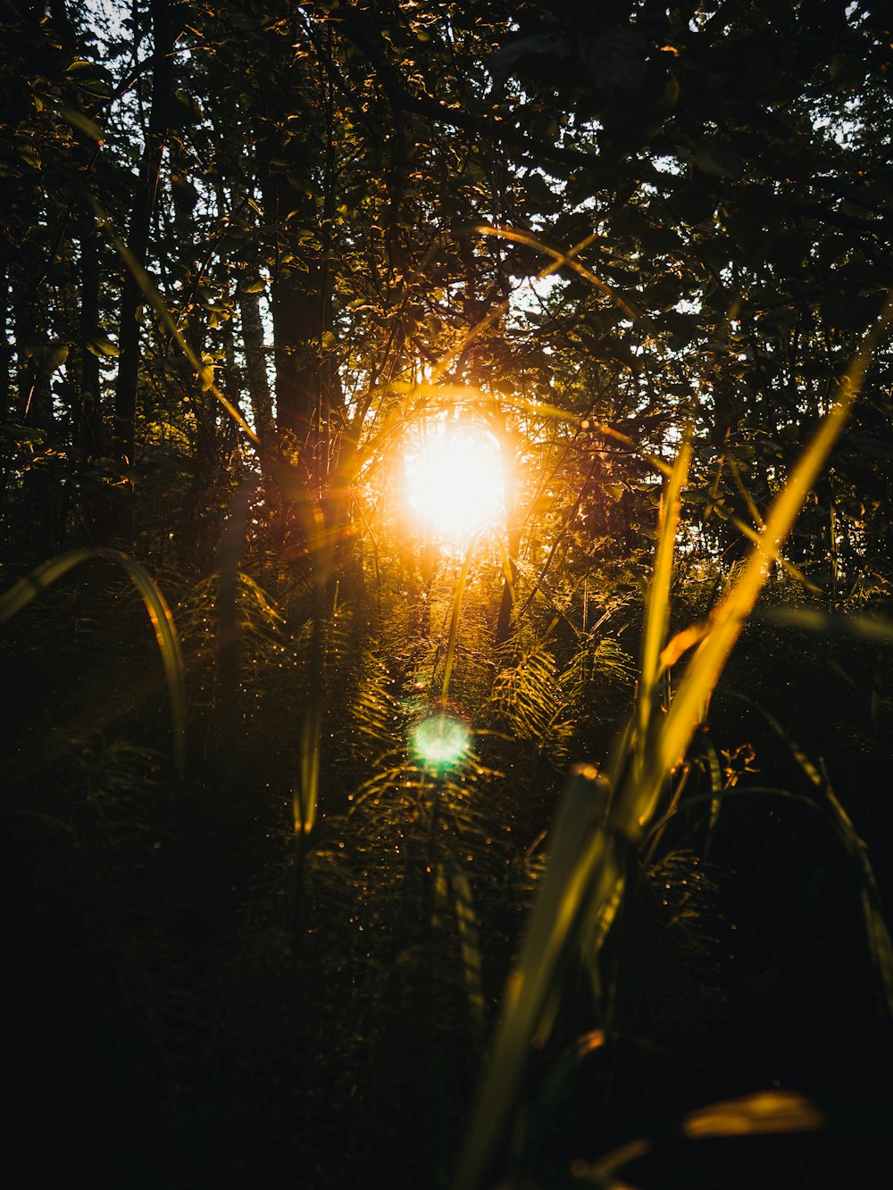 Le soleil brille à travers les arbres dans les bois