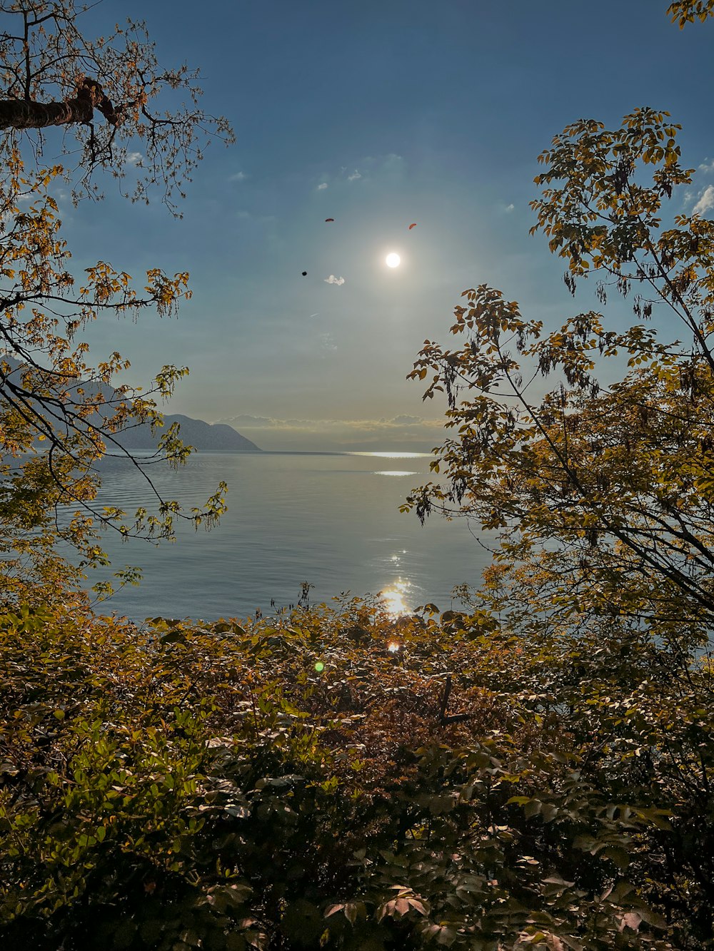 o sol brilha sobre a água e as árvores