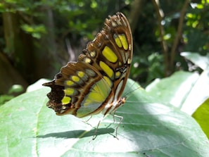 Close-up photo of a colorful butterfly resting on a green leaf in a forest