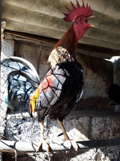 A rooster with bright red comb stands perched on a wooden beam in an enclosure with dappled sunlight. Its plumage is a mix of dark blue, black, and vibrant orange. The background is a rustic, textured wall and a metal roof above.