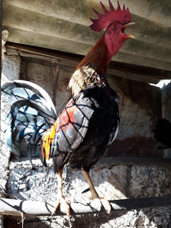 A rooster with bright red comb stands perched on a wooden beam in an enclosure with dappled sunlight. Its plumage is a mix of dark blue, black, and vibrant orange. The background is a rustic, textured wall and a metal roof above.