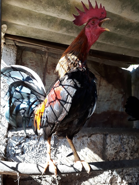 A rooster with bright red comb stands perched on a wooden beam in an enclosure with dappled sunlight. Its plumage is a mix of dark blue, black, and vibrant orange. The background is a rustic, textured wall and a metal roof above.