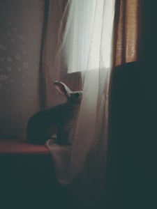Kelinci Holland Lop