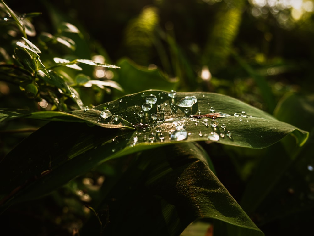 une feuille verte avec des gouttelettes d’eau dessus