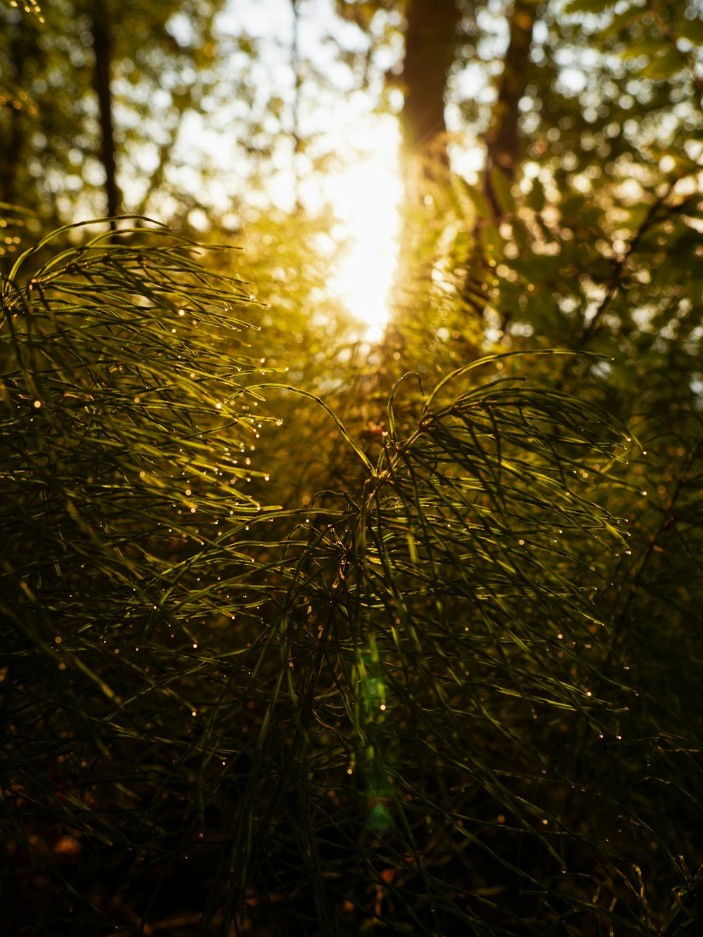 El sol brilla a través de los árboles en el bosque