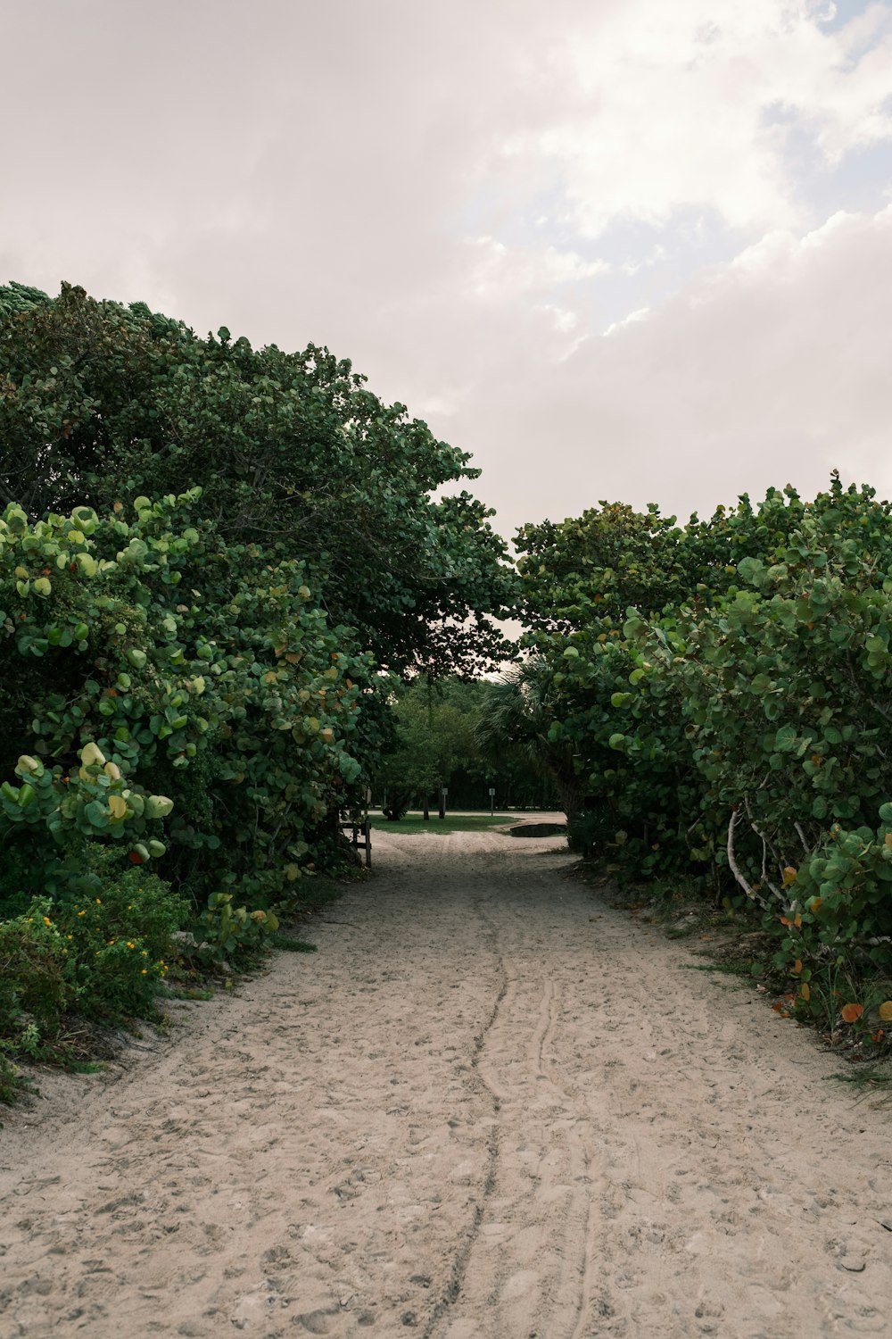 a dirt road surrounded by trees and bushes