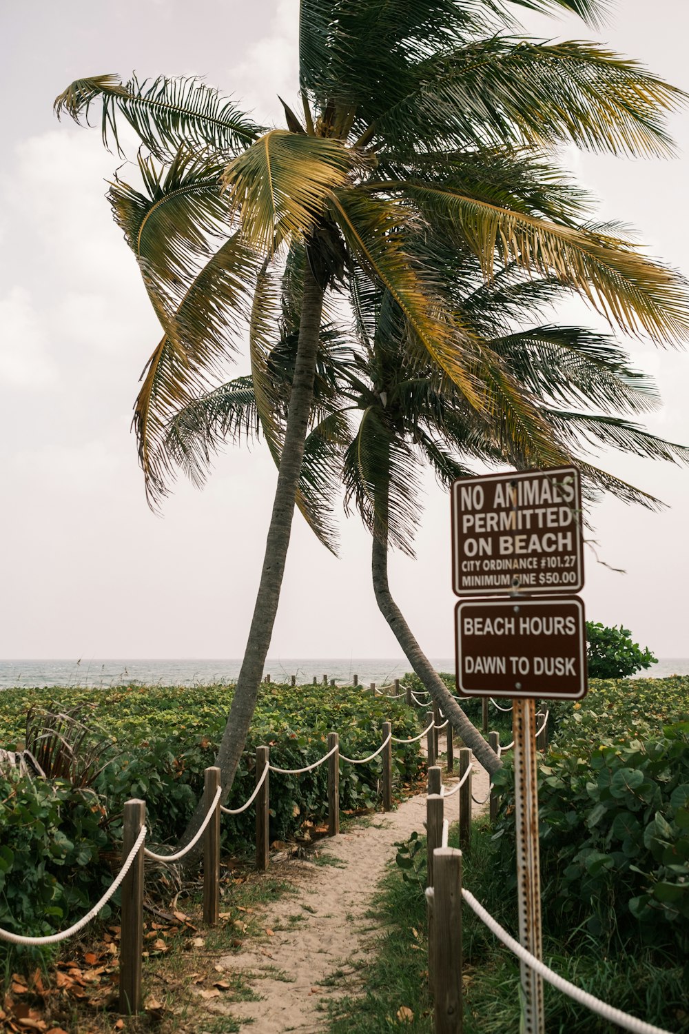 a sign warning of animals on the beach