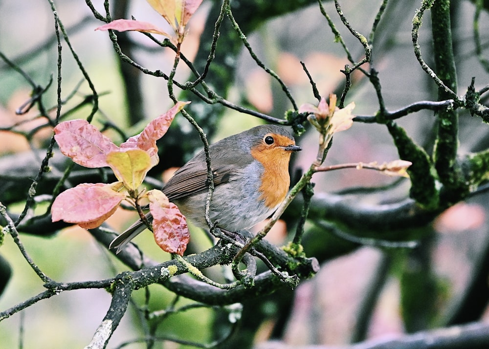 ein kleiner Vogel, der auf einem Ast sitzt