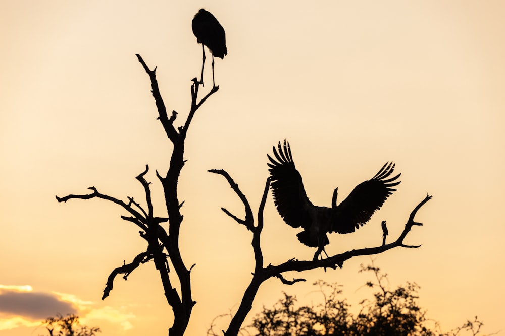 a bird is perched on top of a tree branch