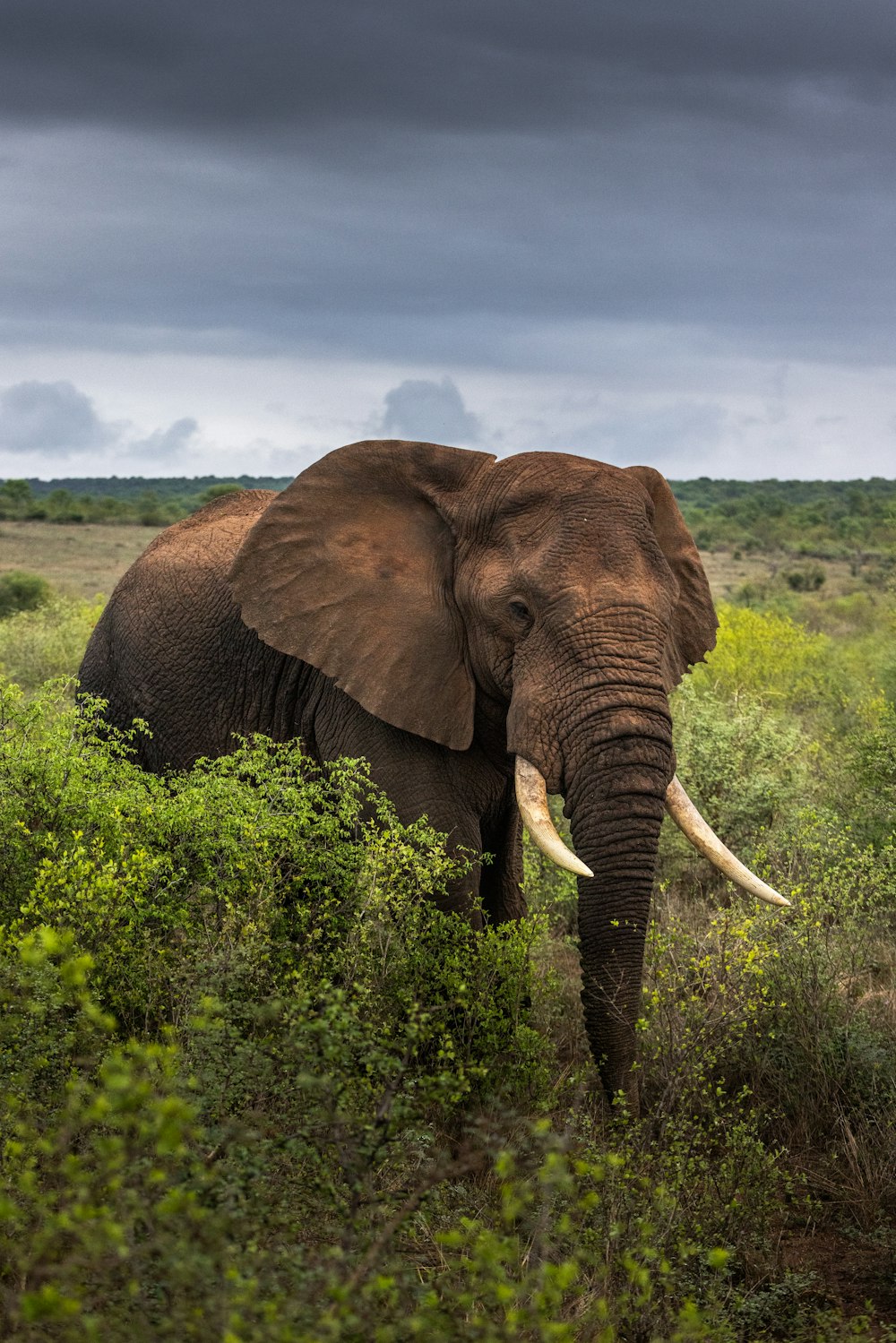 a large elephant standing in a lush green field