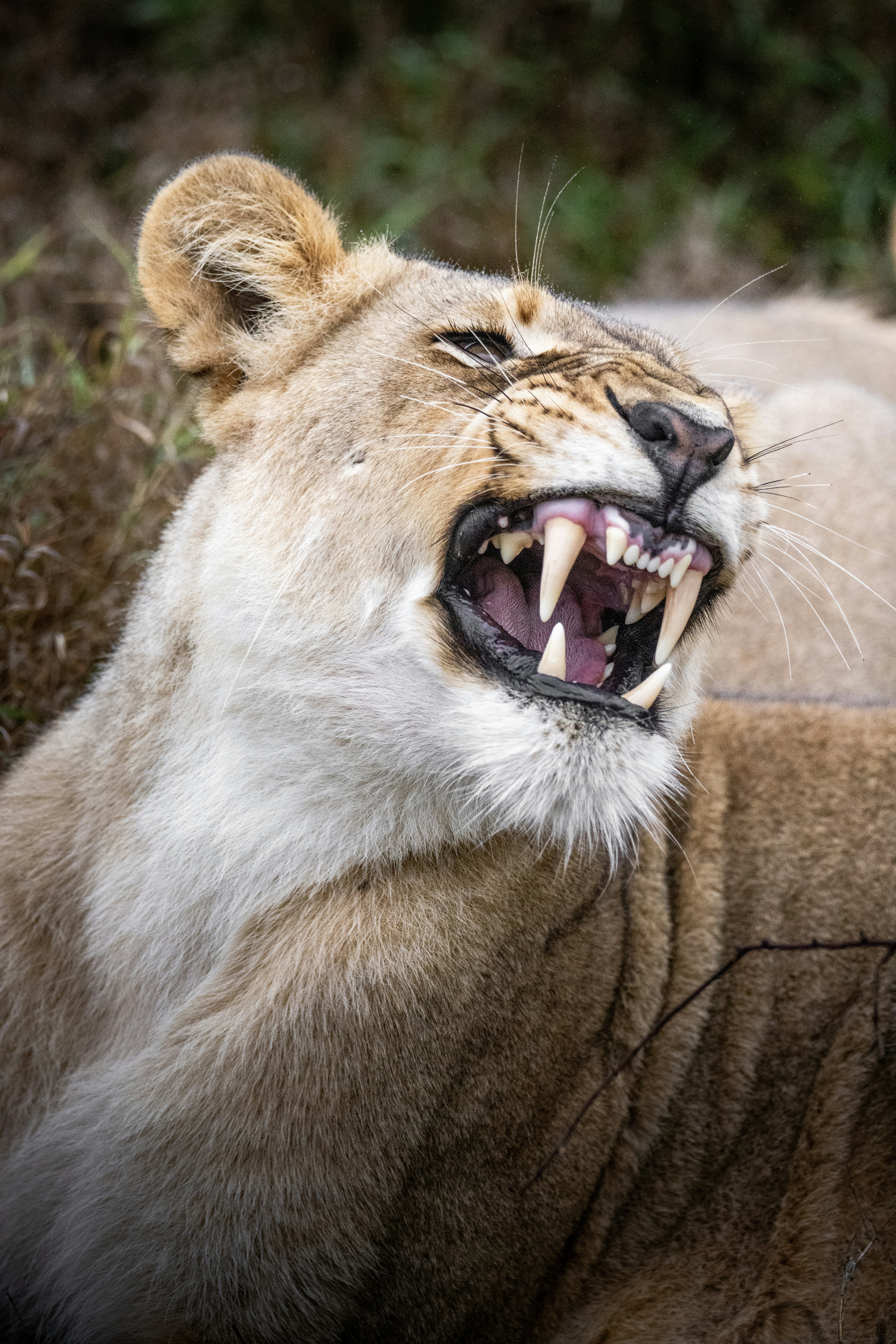 a close up of a lion with its mouth open