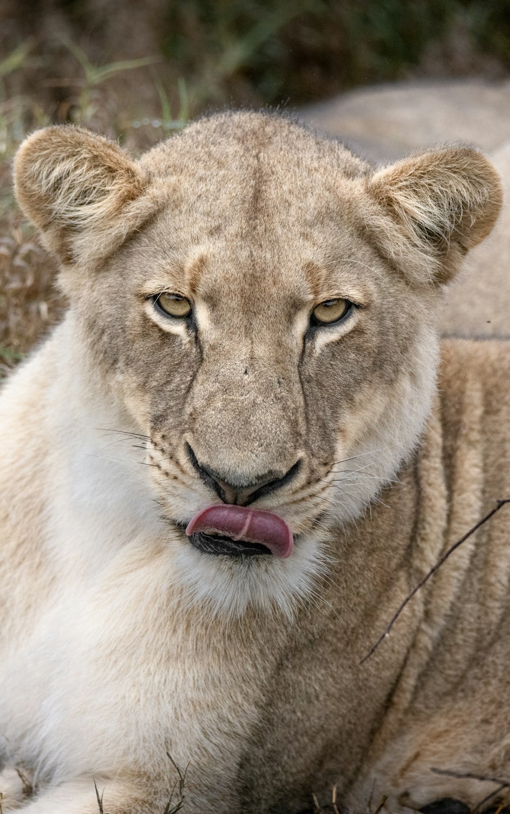 a close up of a lion laying on the ground