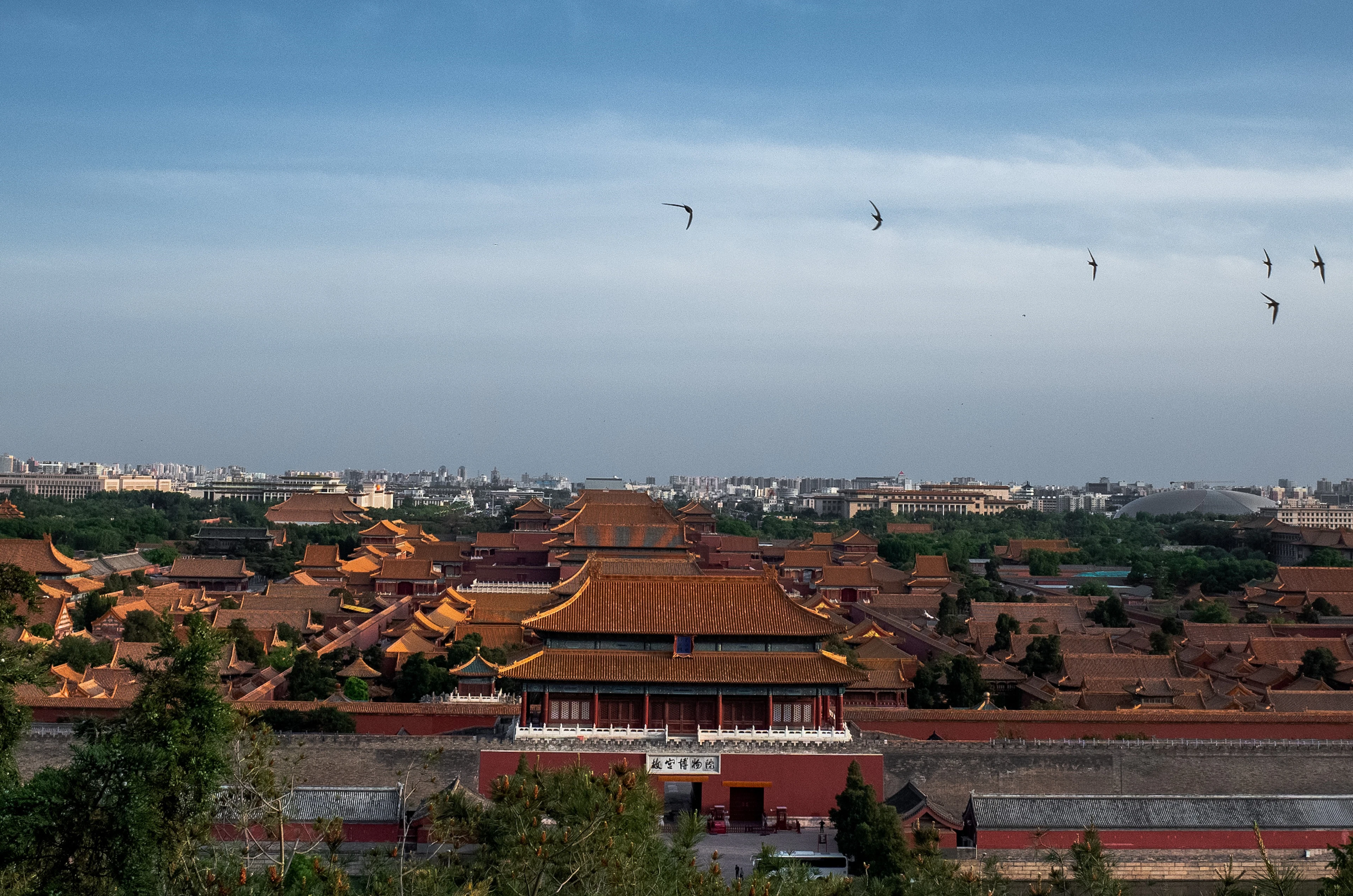 Birds fly over the golden rooftops of the Forbidden City's palace halls, seen from Jingshan Park.