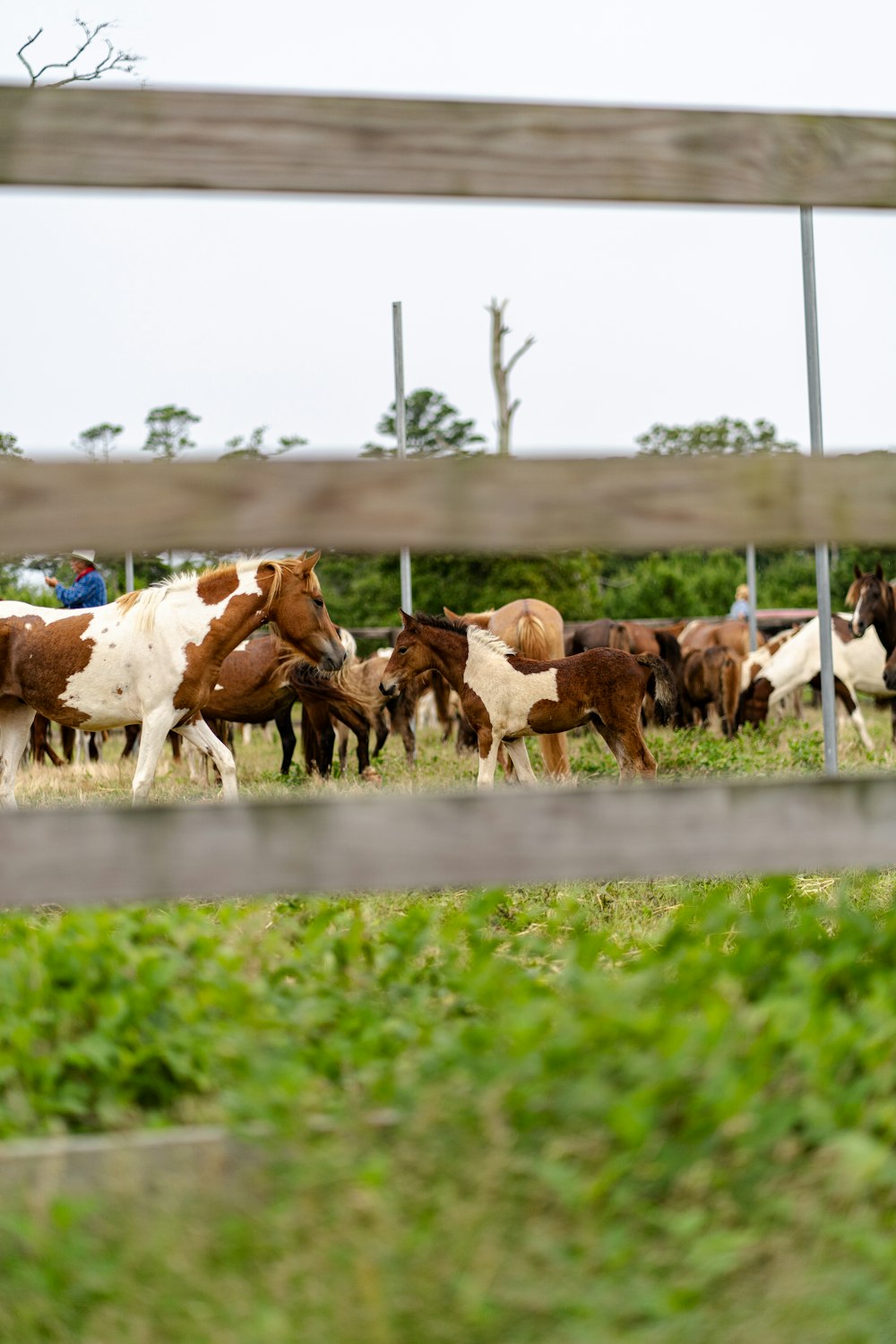 a herd of horses standing on top of a lush green field